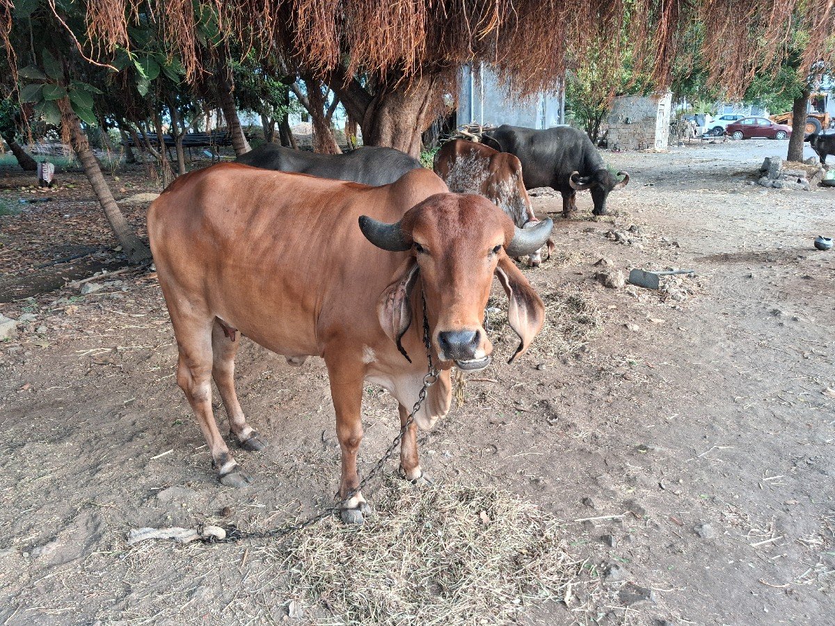 વેચવાની છે