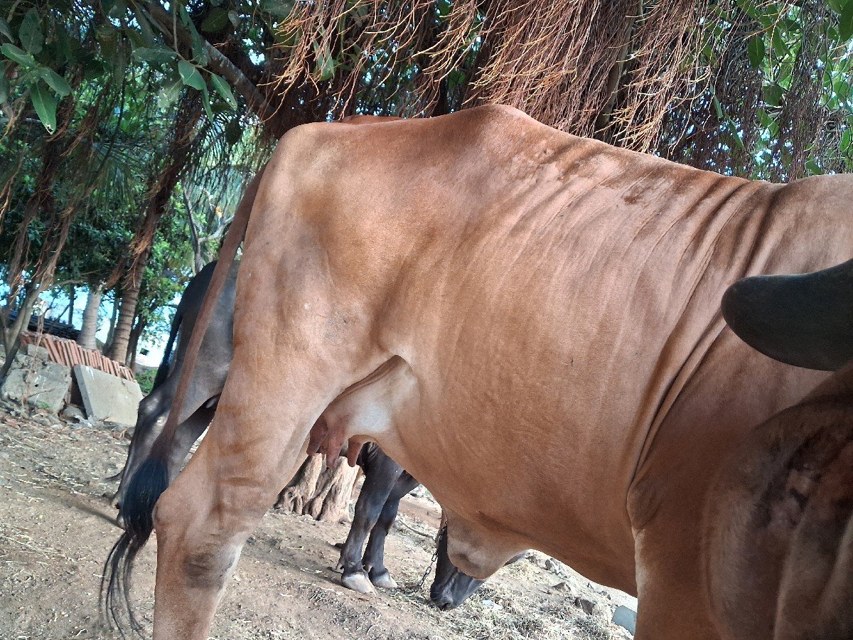 વેચવાની છે