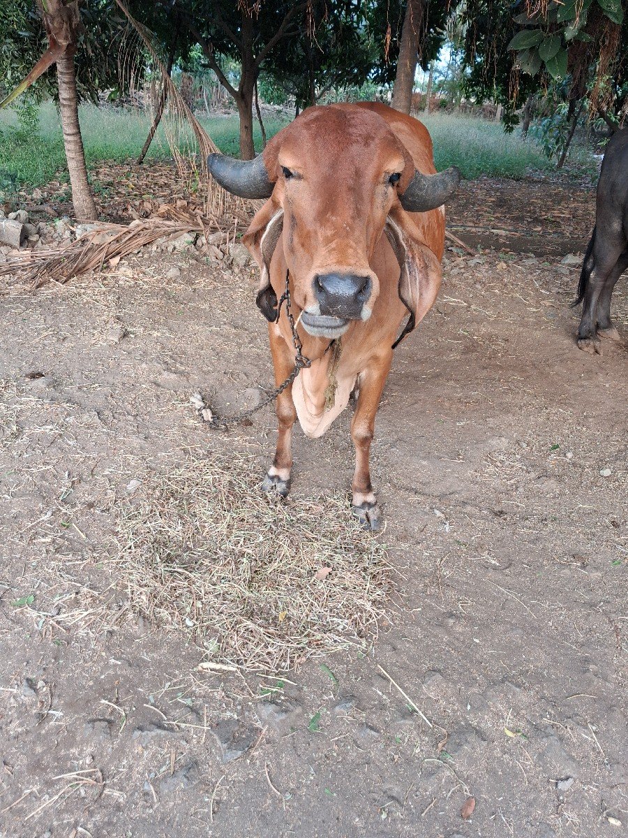 વેચવાની છે