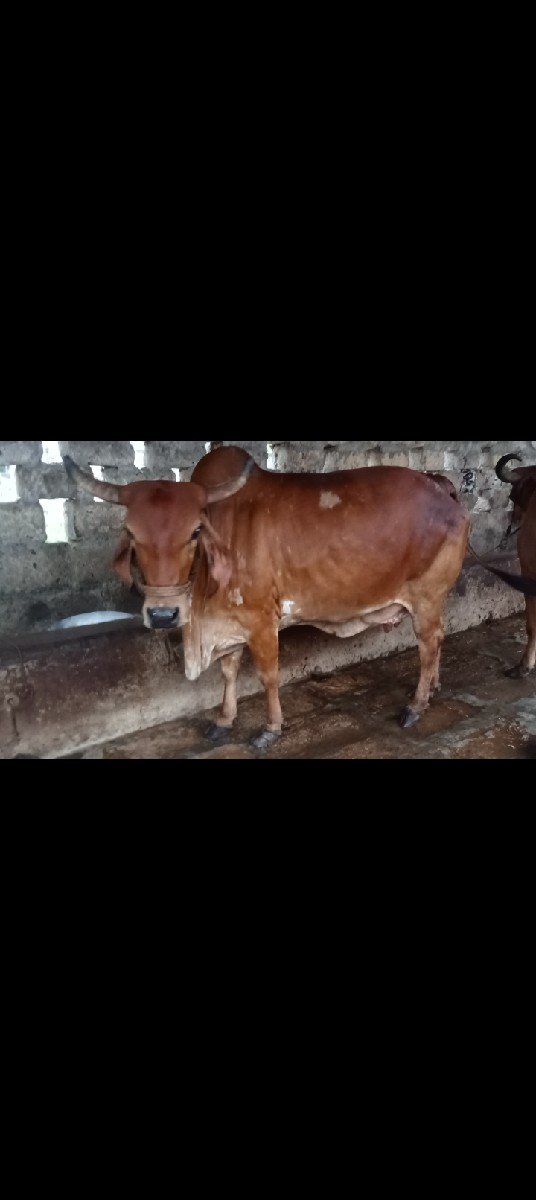 2 ગાય વેચવા ની છે જોડે