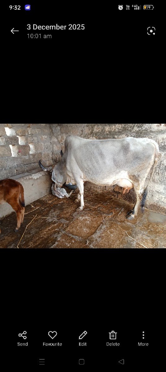 2 ગાય વેચવા ની છે જોડે