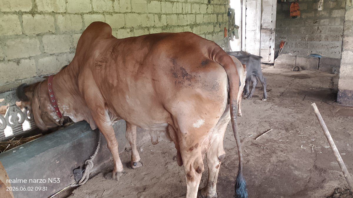 ગાય વેચવાની છે