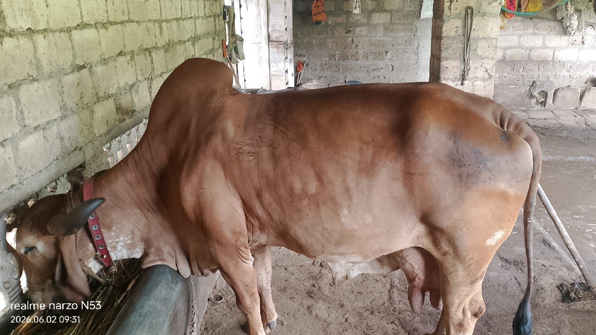 ગાય વેચવાની છે