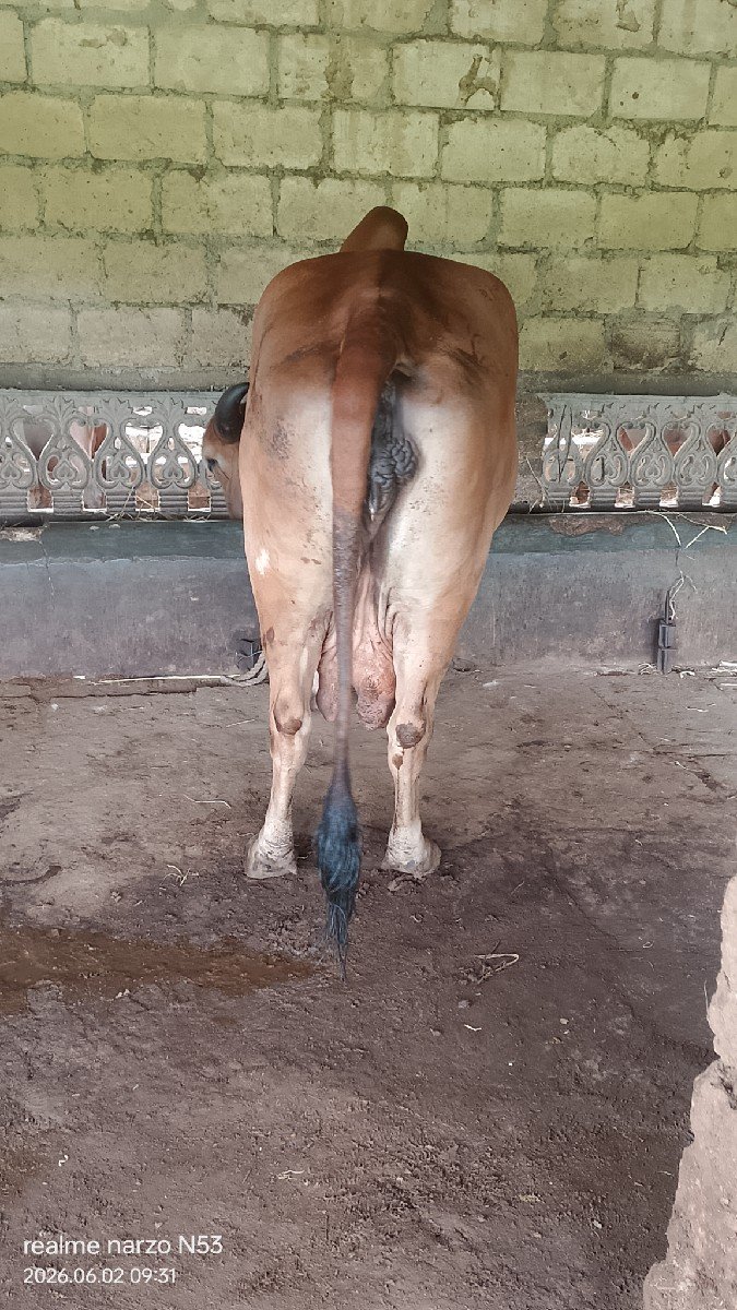 ગાય વેચવાની છે