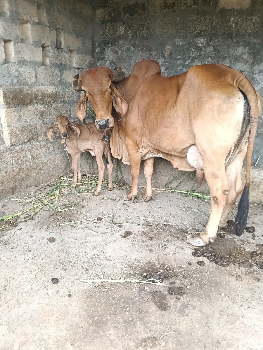 વેચવાની છે