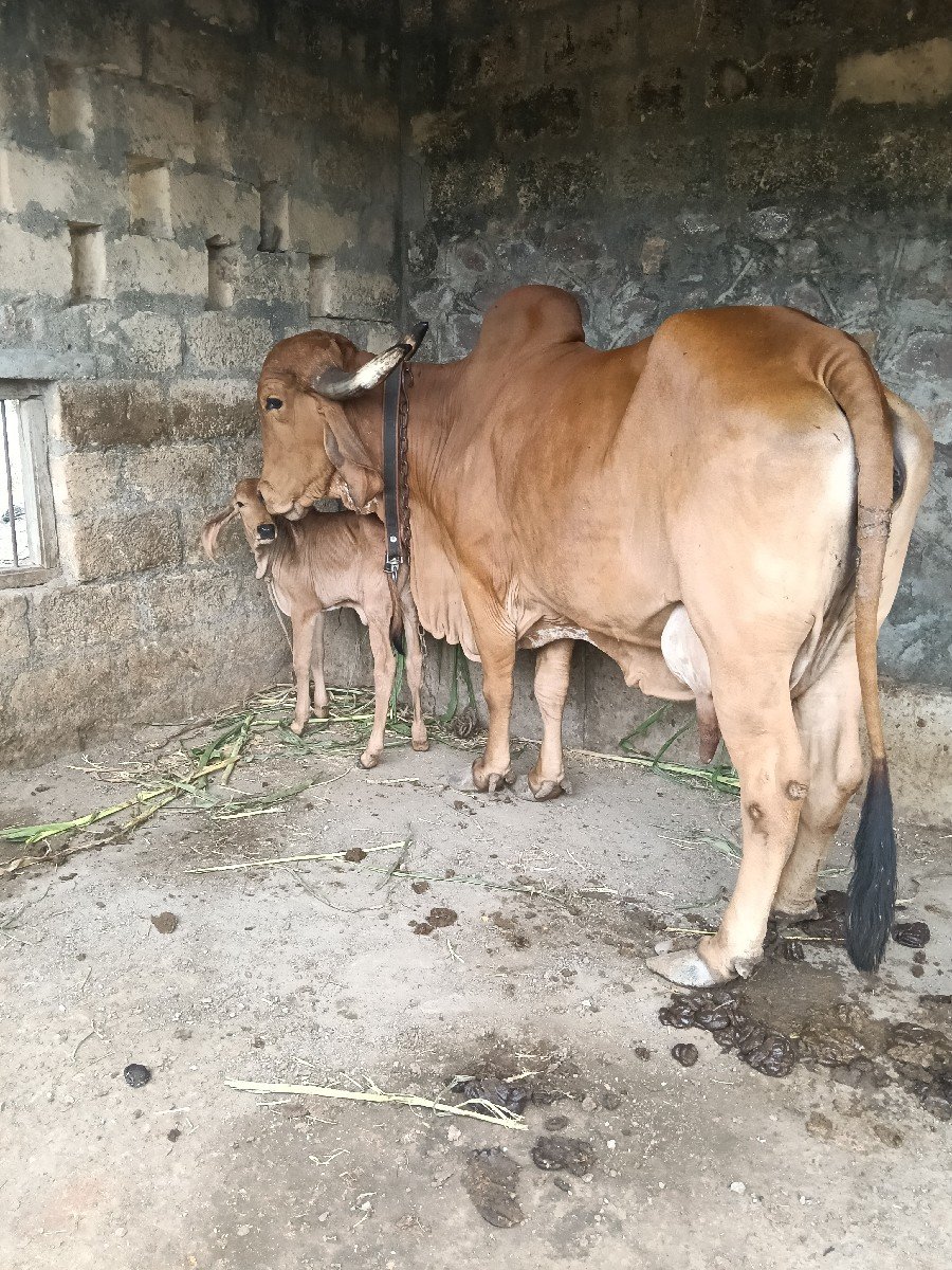 વેચવાની છે