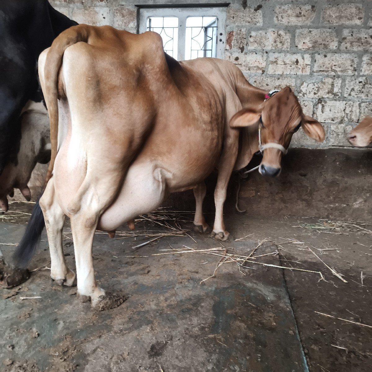 ગિર ક્રોસ ગાય વેસવાનિ છે