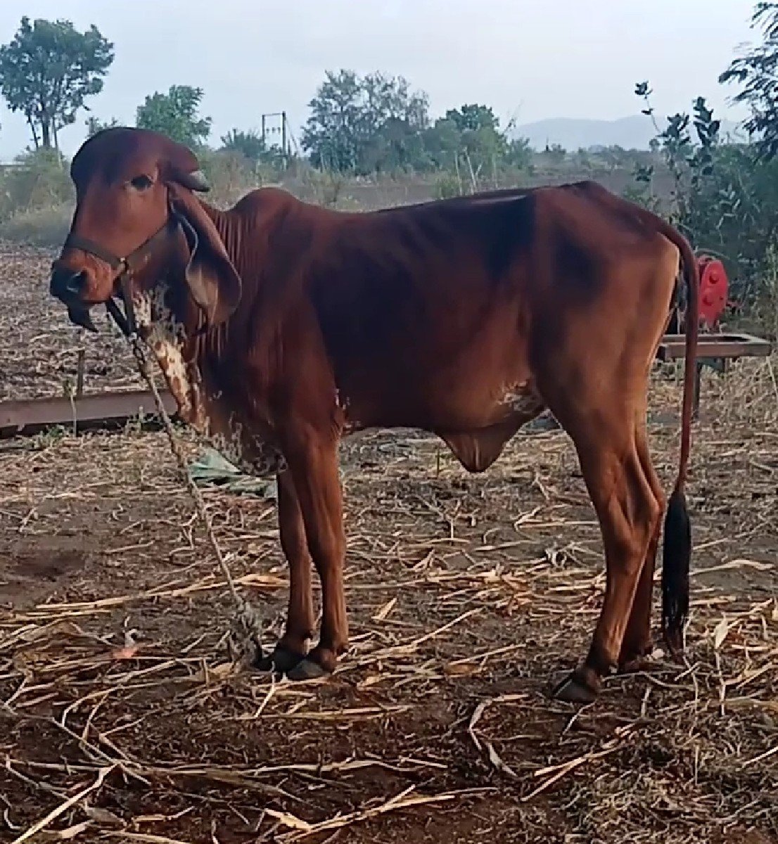 વાસડી વેચવાની છે