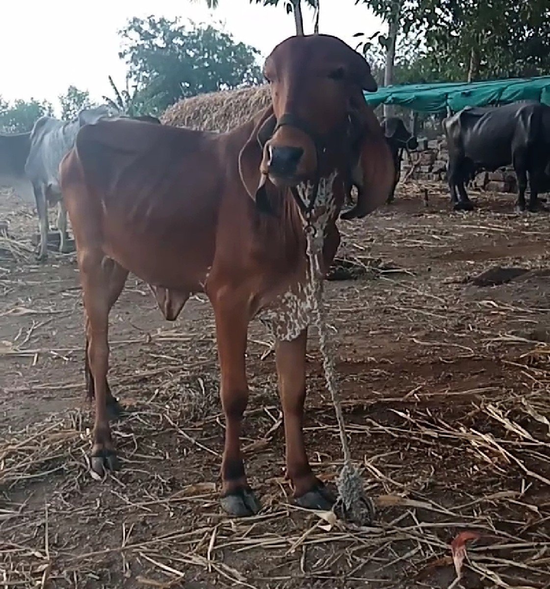વાસડી વેચવાની છે