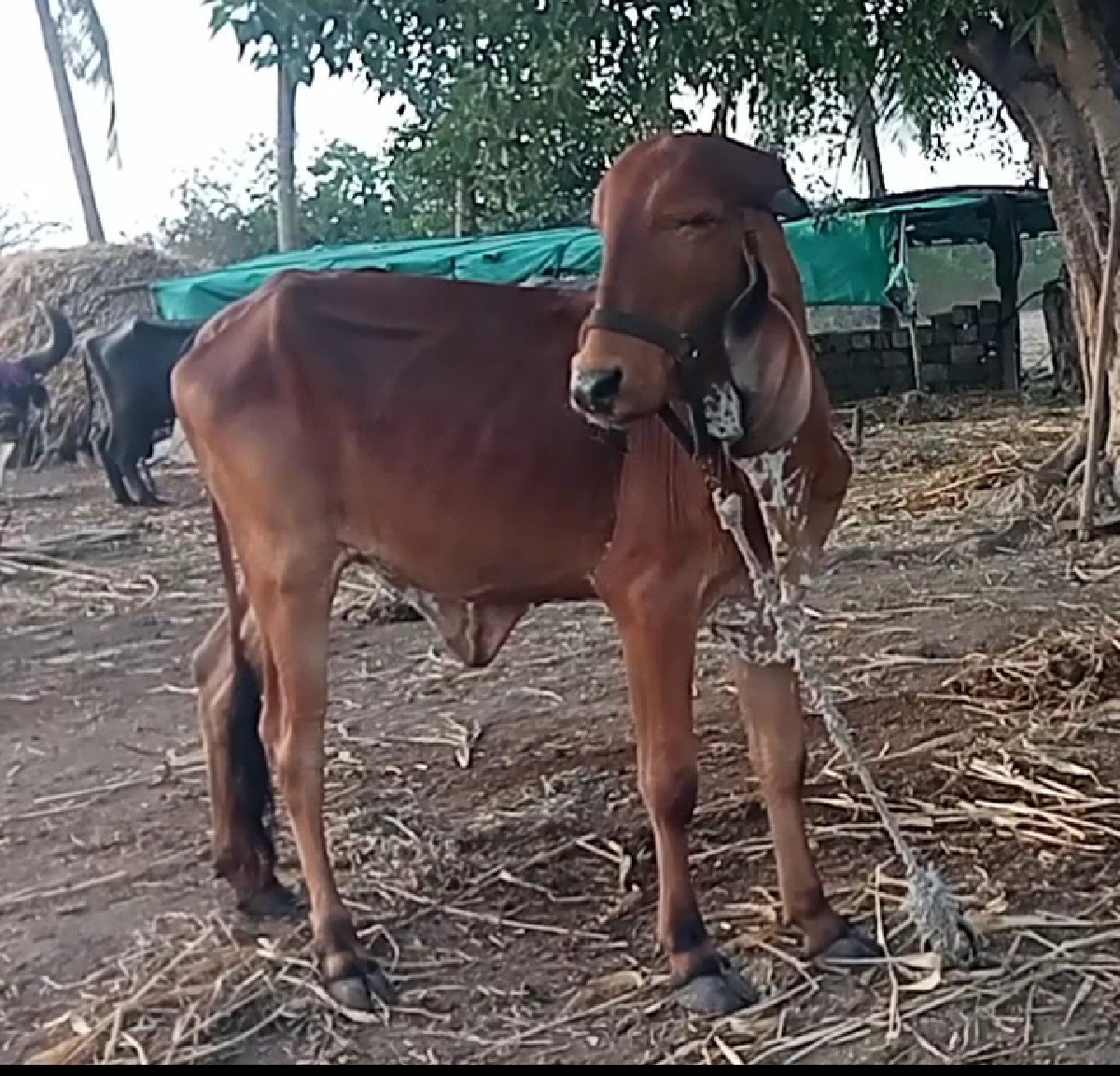 વાસડી વેચવાની છે