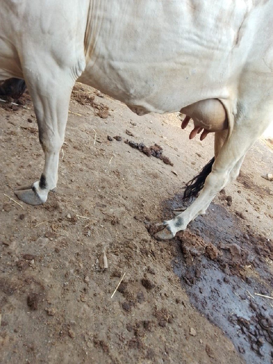 આગાઈવેસવાનીસે
