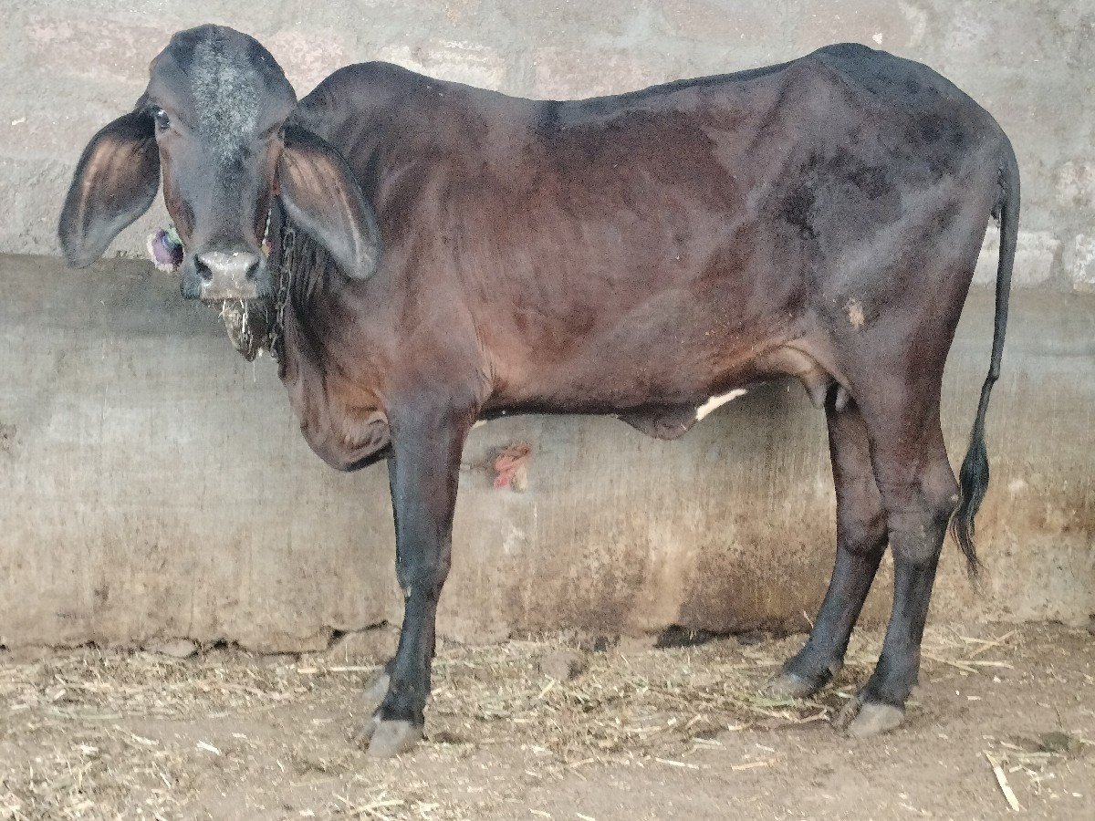 ગીર કોષૃ