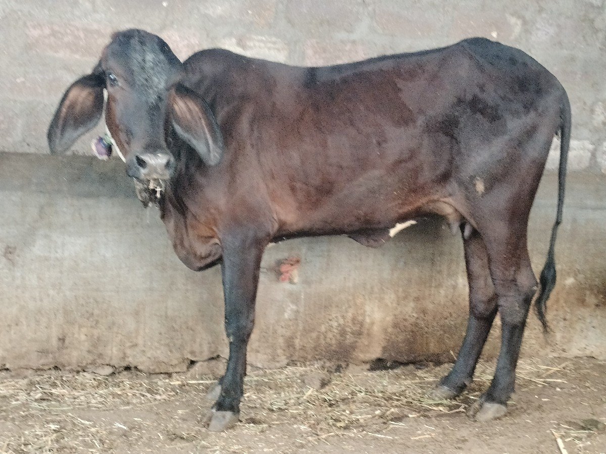 ગીર કોષૃ