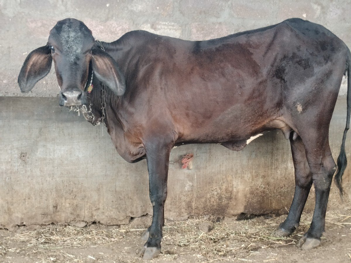 ગીર કોષૃ