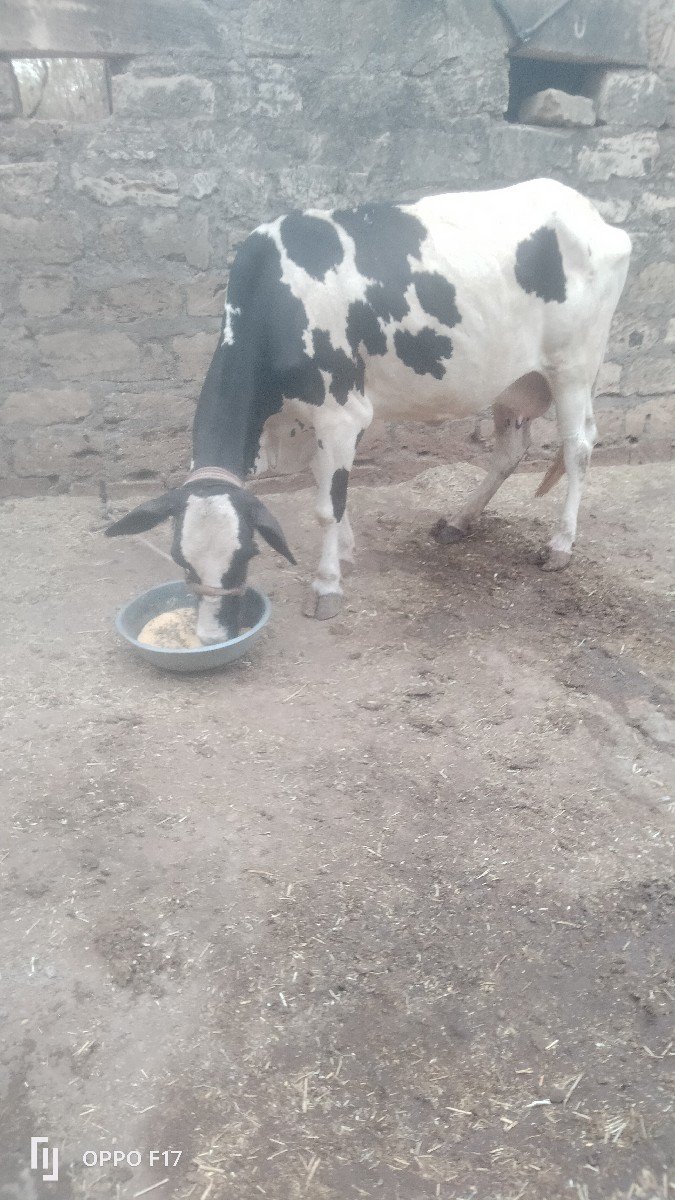 બીજૂ વેતર