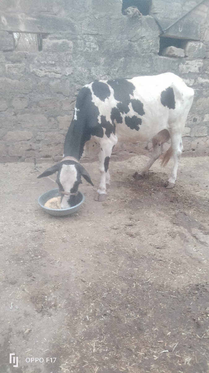 બીજૂ વેતર
