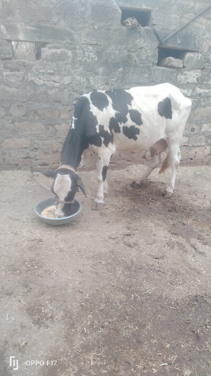 બીજૂ વેતર