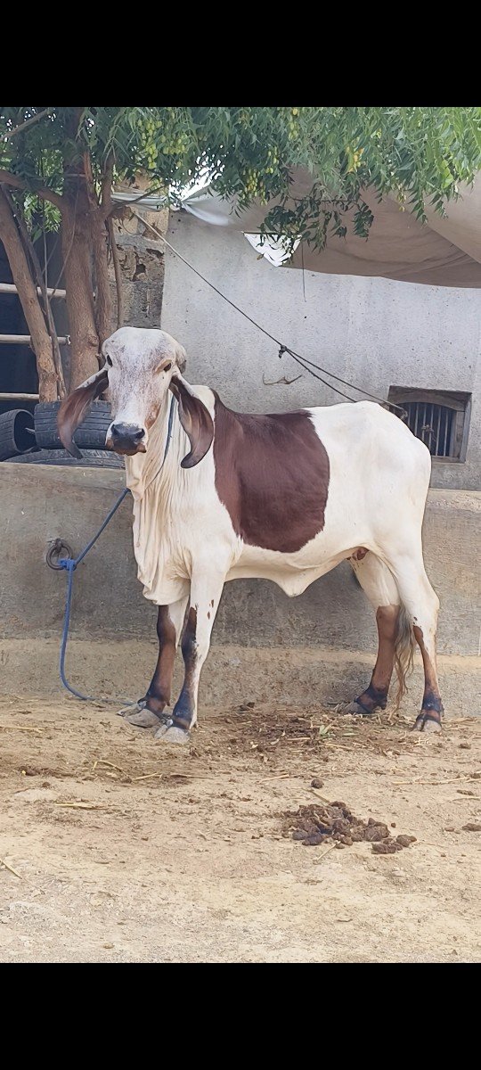 vachdi vechva ni see