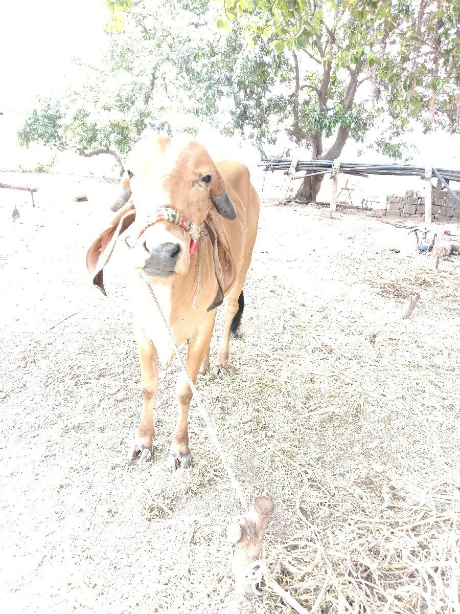 ગાય વેચવાની છે