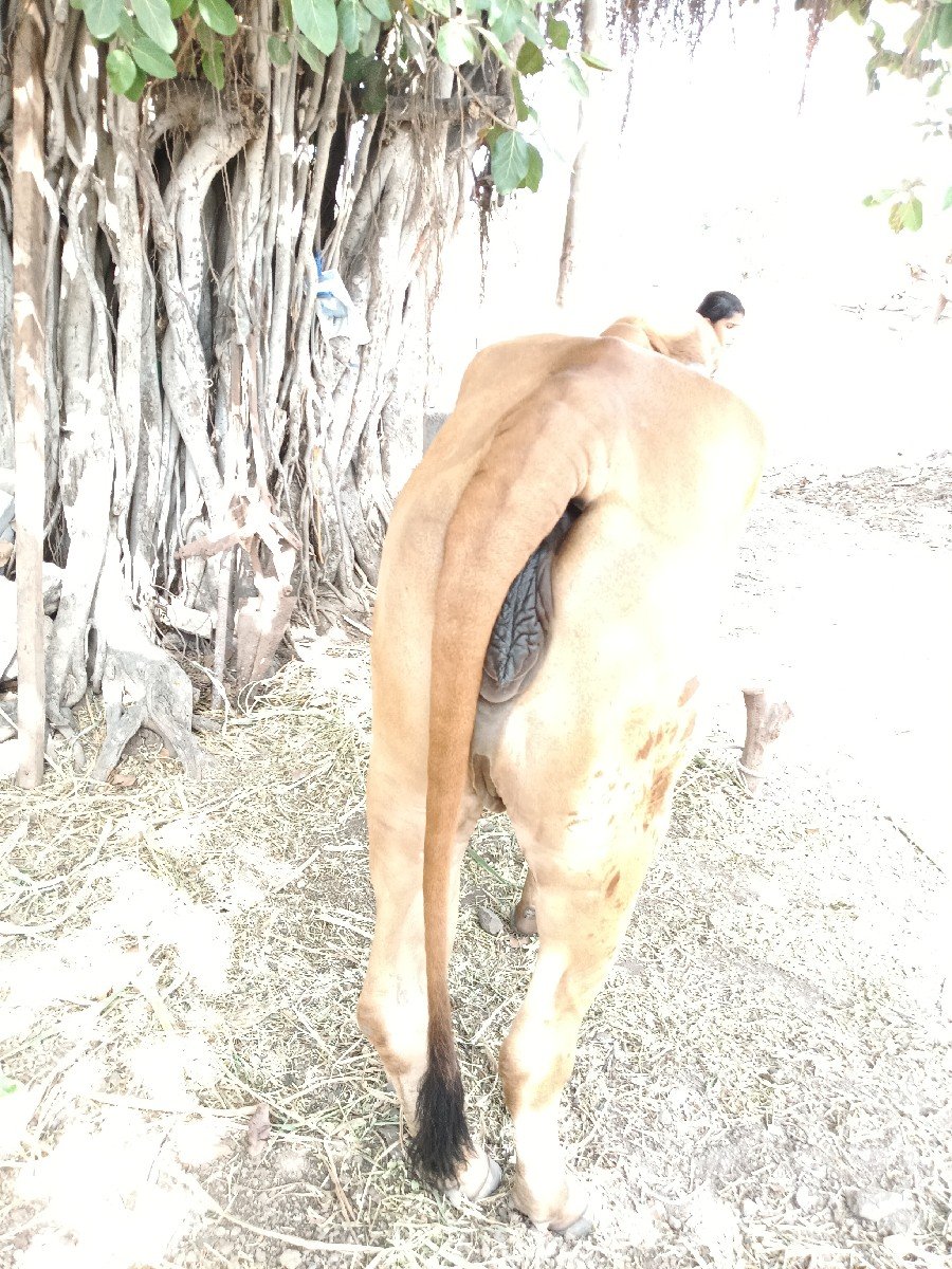 ગાય વેચવાની છે