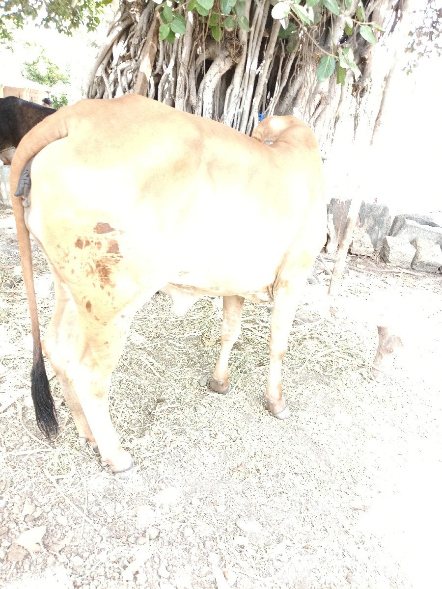 ગાય વેચવાની છે