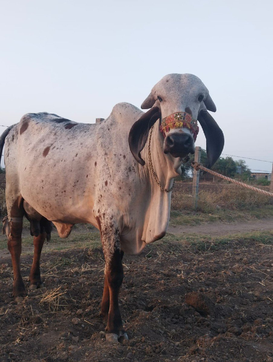 આ