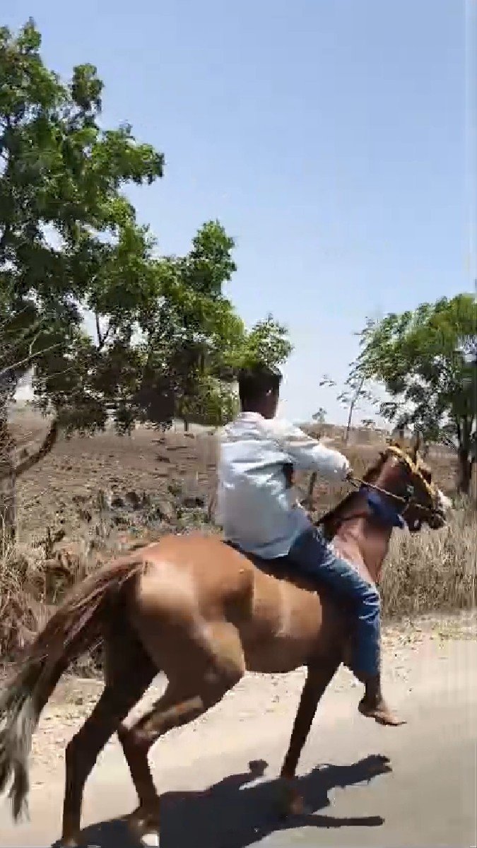 વસેરી ના સાડા કરવા ગાય સામે