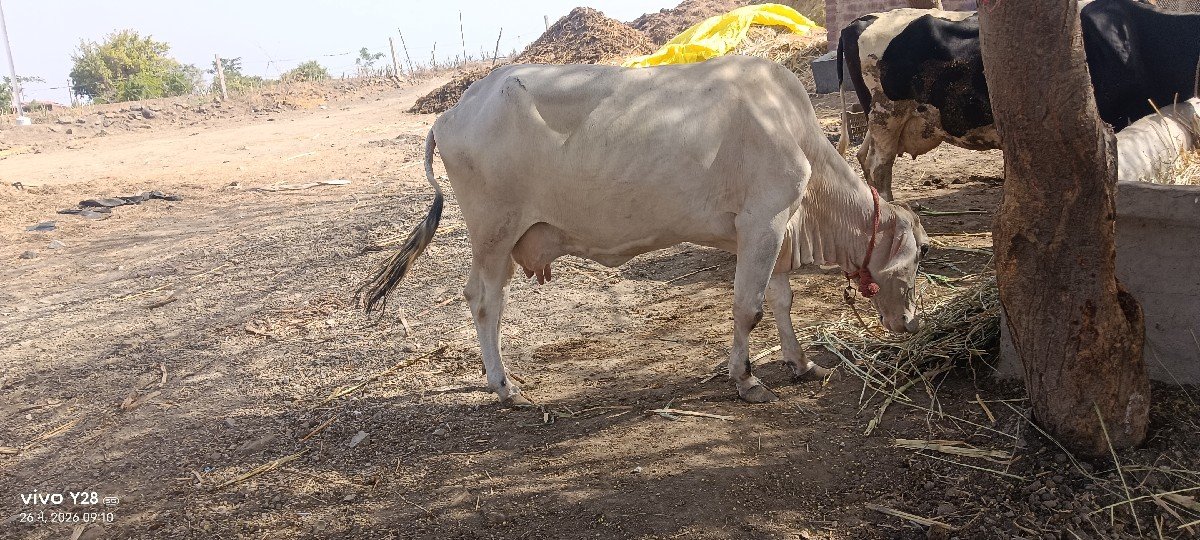 હા ગાય વેચવાની છે