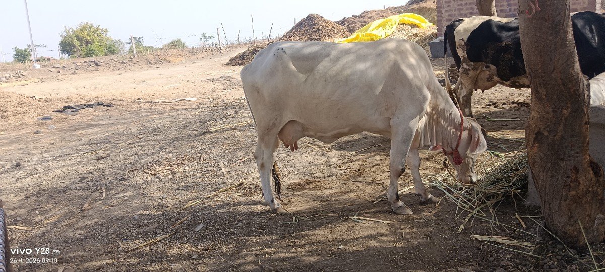 હા ગાય વેચવાની છે