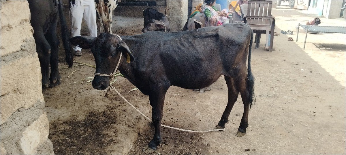 ગીર ક્રોસ વાછડી વેચવાની છે.