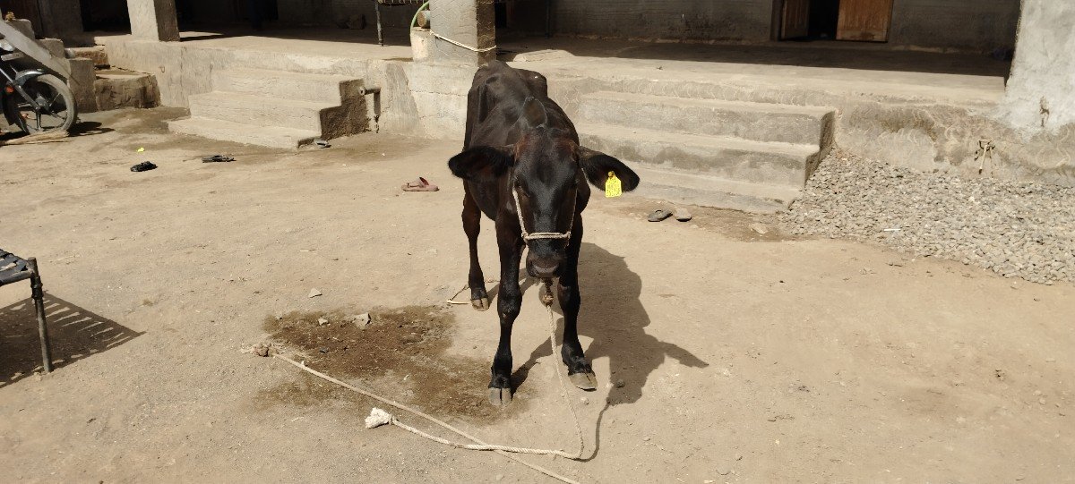 ગીર ક્રોસ વાછડી વેચવાની છે.