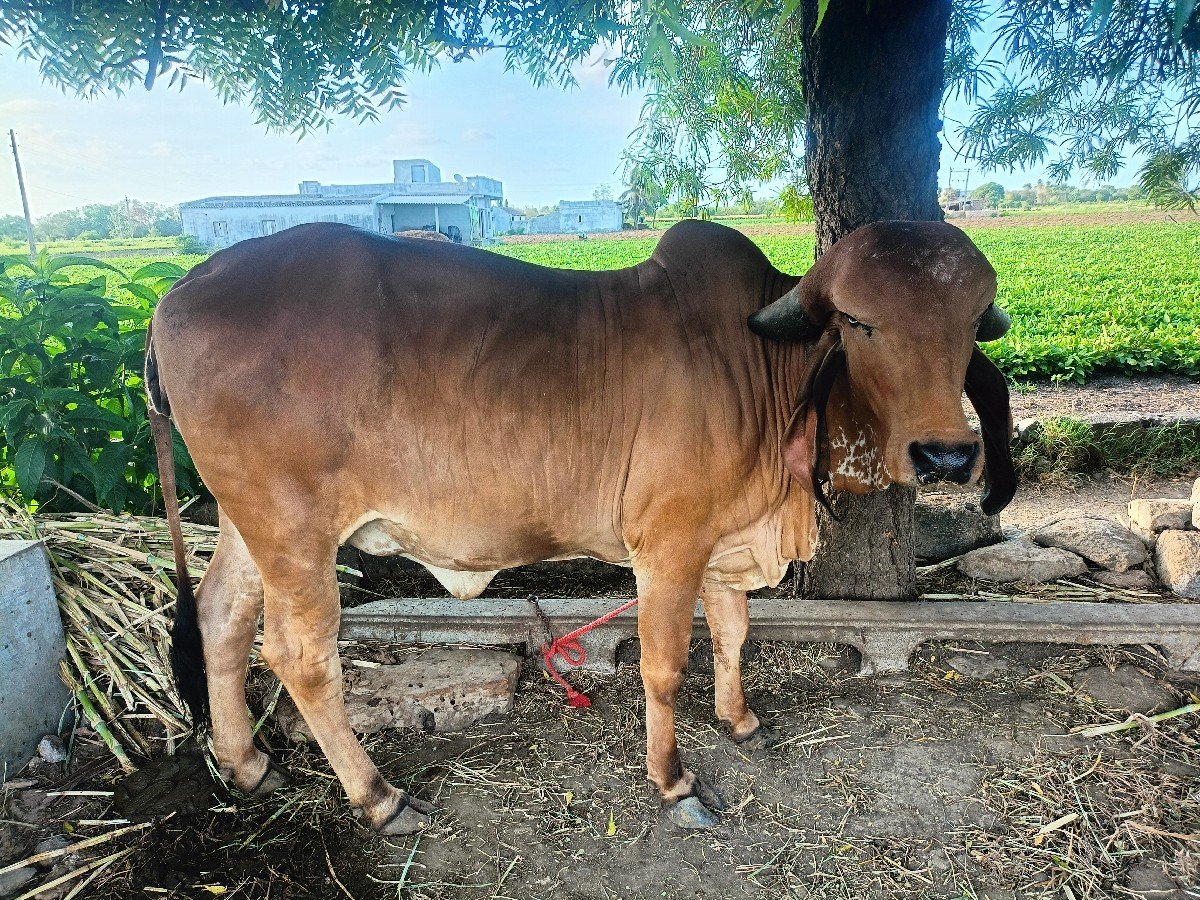 ગીર ગાય વેસવા નીસે
