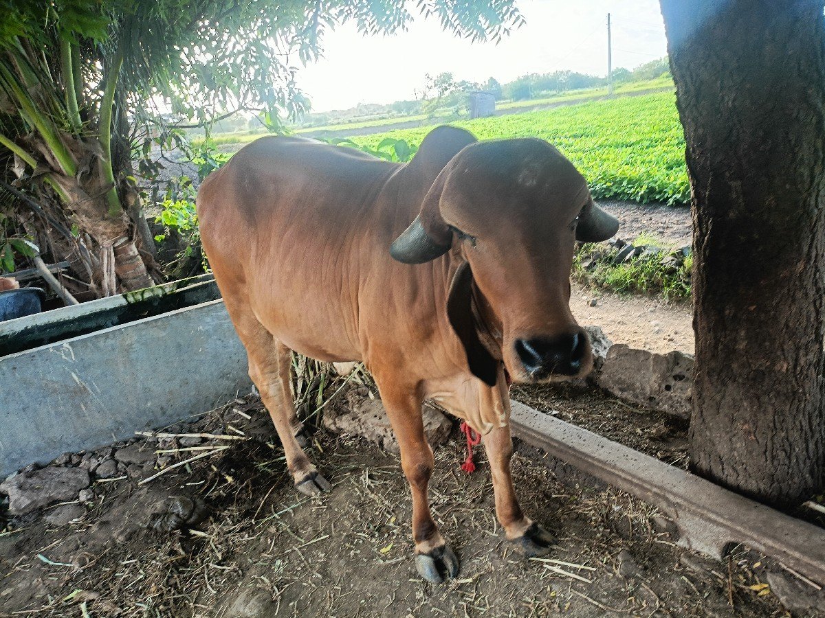 ગીર ગાય વેસવા નીસે