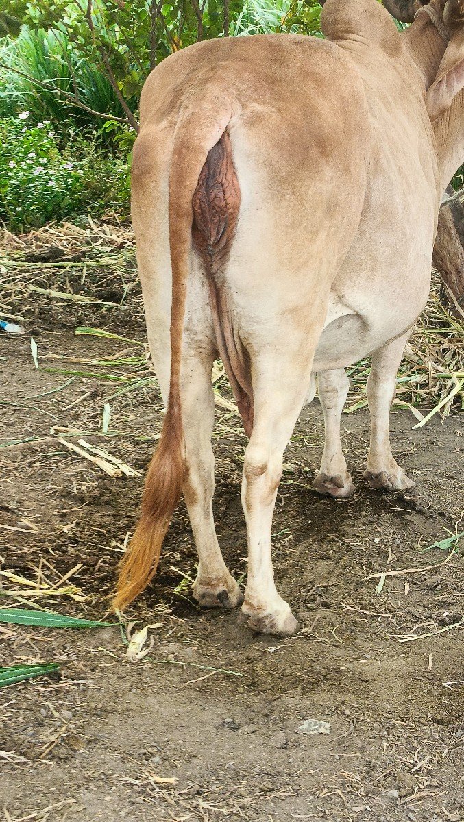 gay son kapila soji javb dari vari