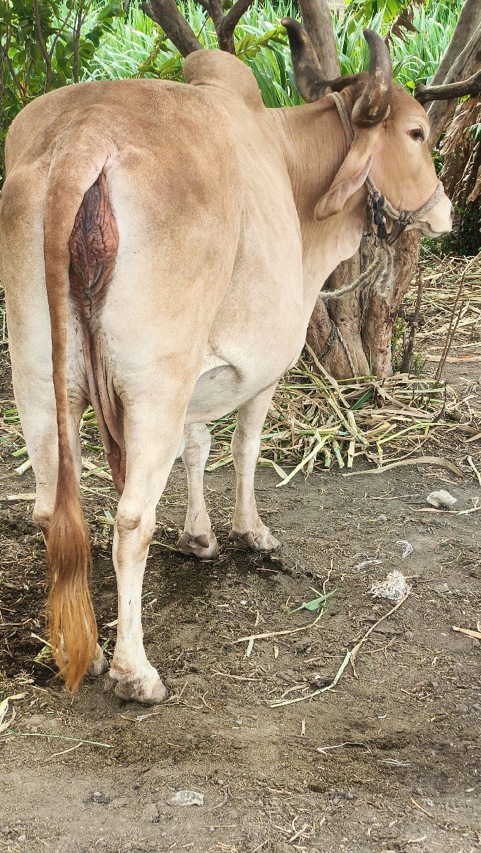 gay son kapila soji javb dari vari