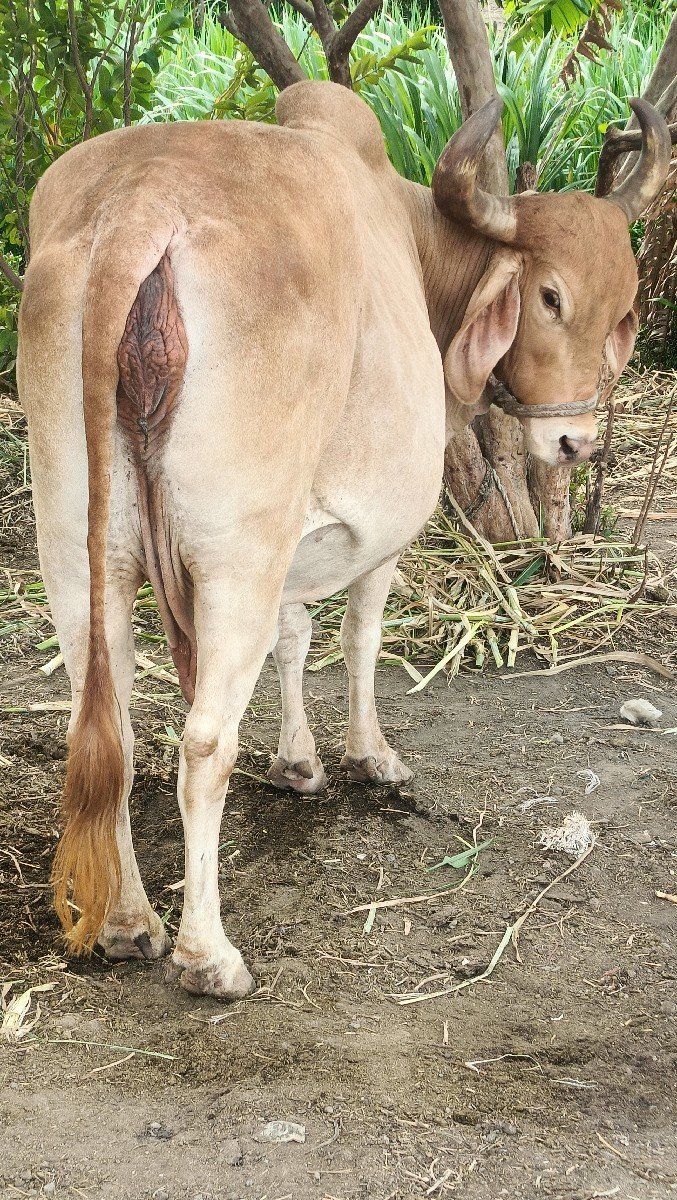 gay son kapila soji javb dari vari