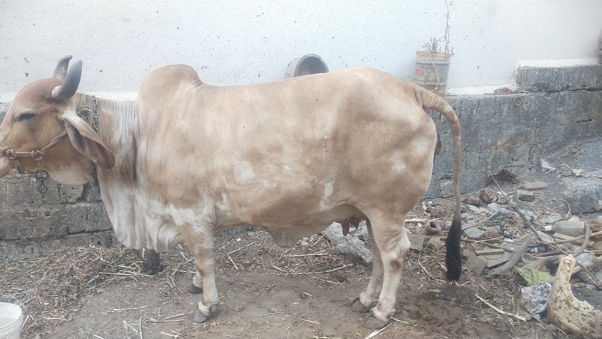 ગાય વેચવાની છે
