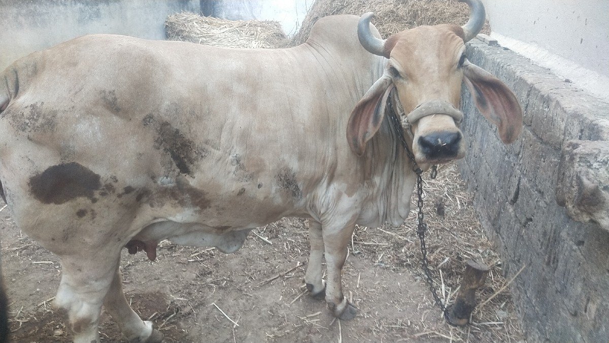 ગાય વેચવાની છે