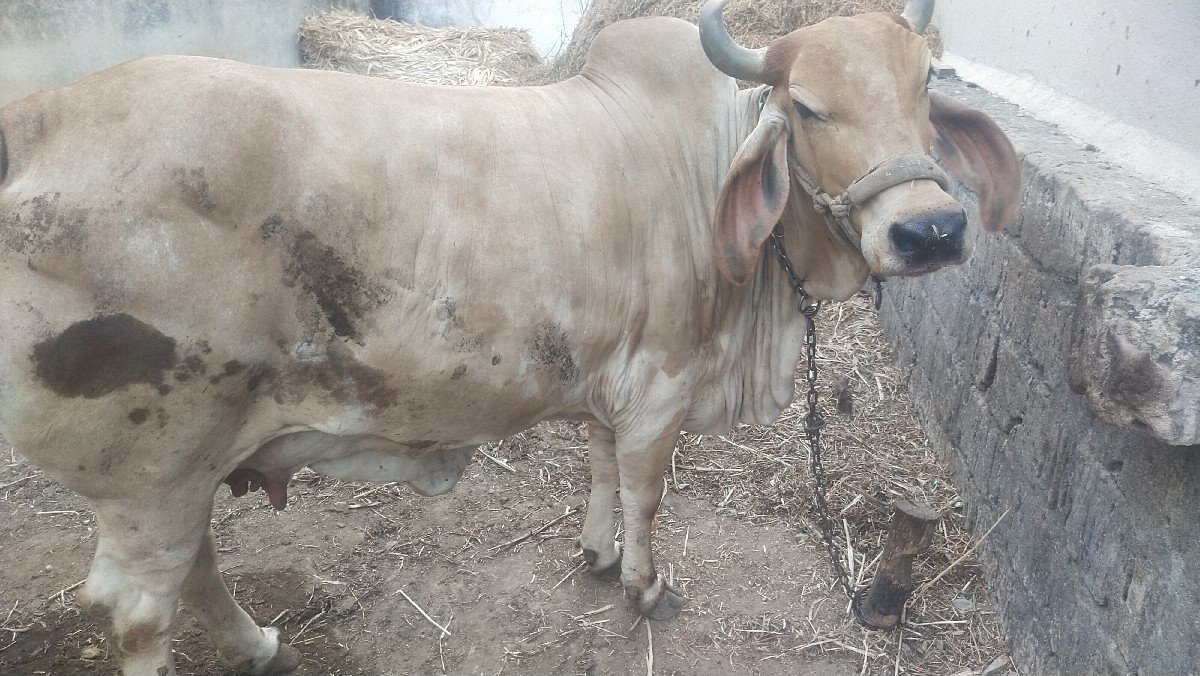 ગાય વેચવાની છે