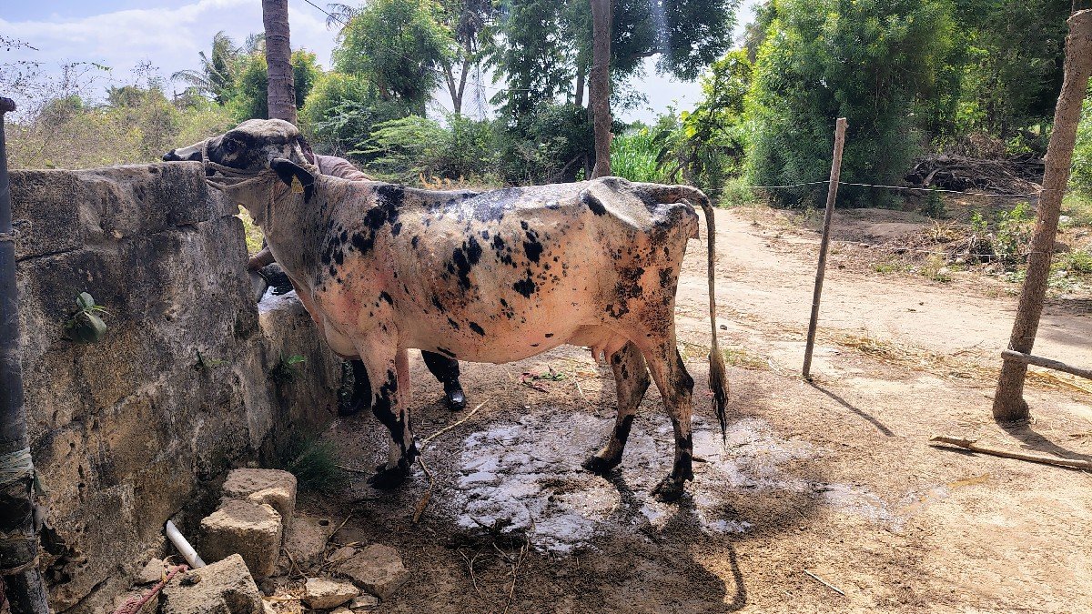ગાય વેચવાની છે