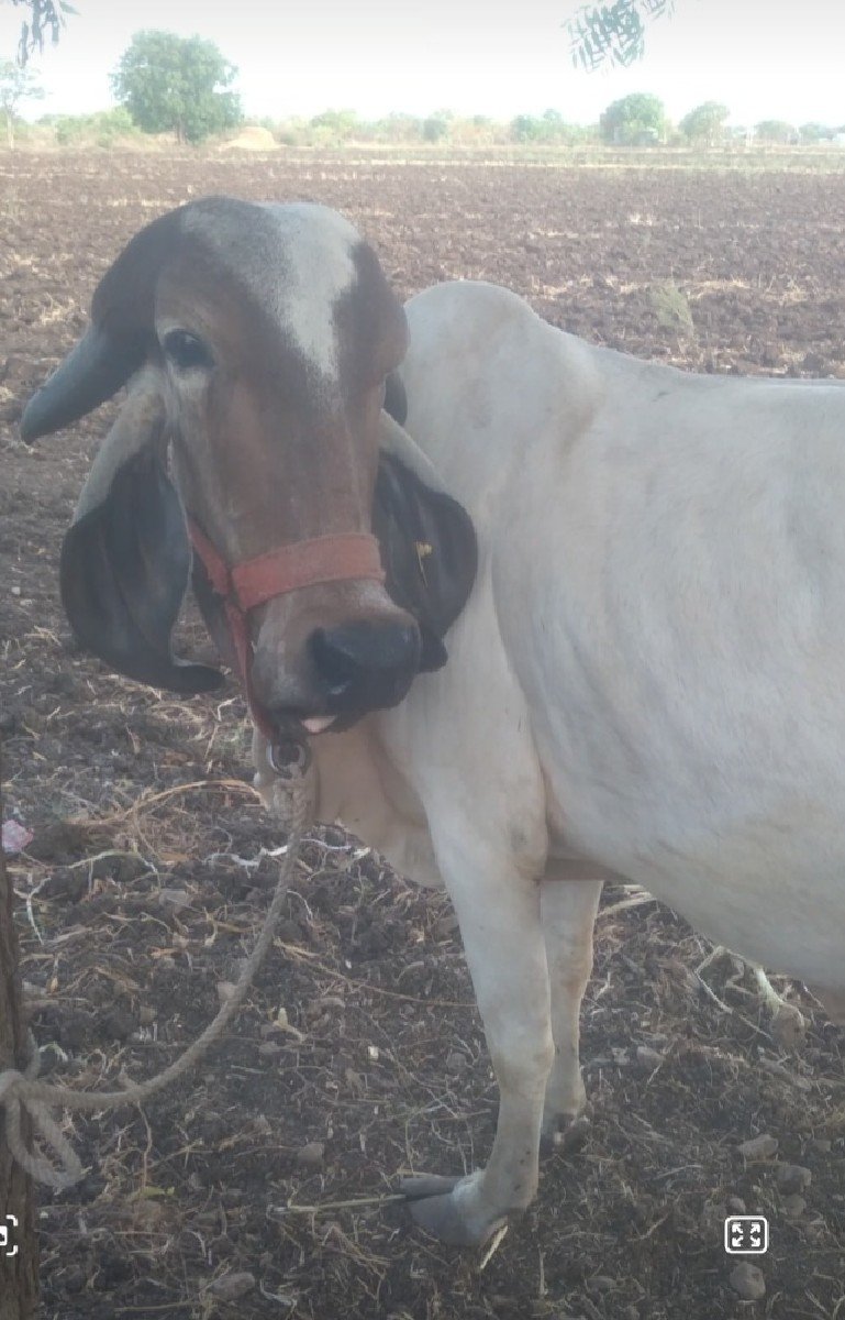 ગાય