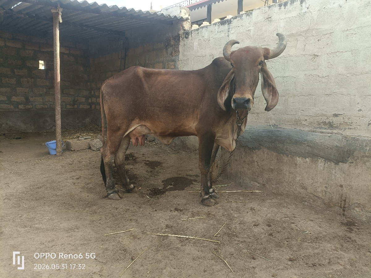 ગાય વેચવાની છે