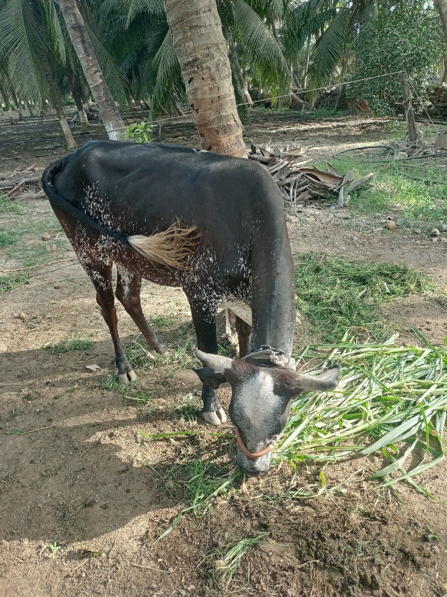 ગાય વેસવાની છે.