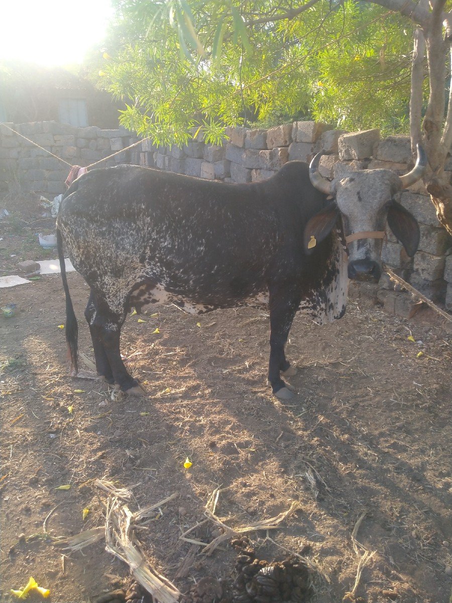 kari kavali gay