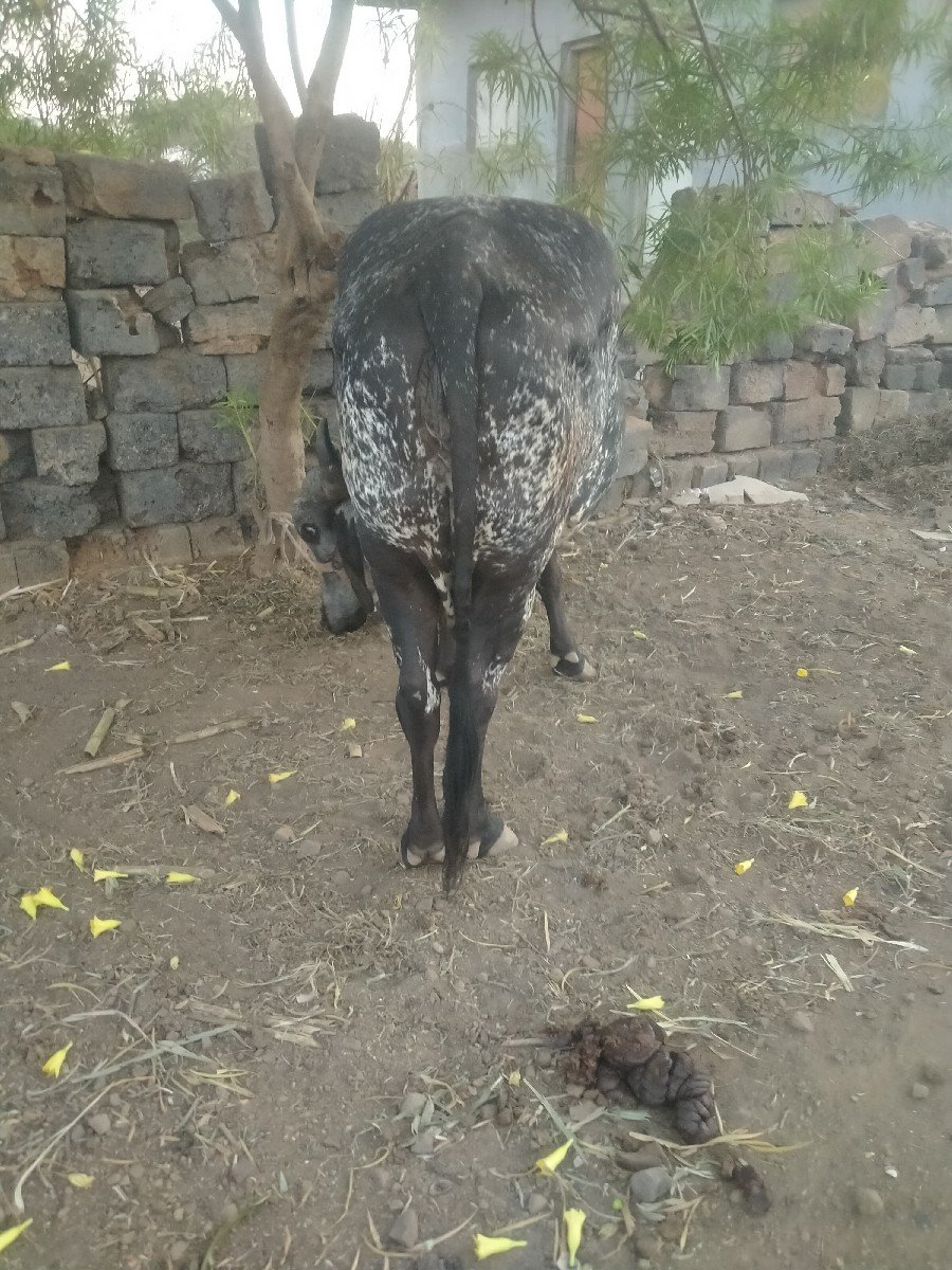 kari kavali gay