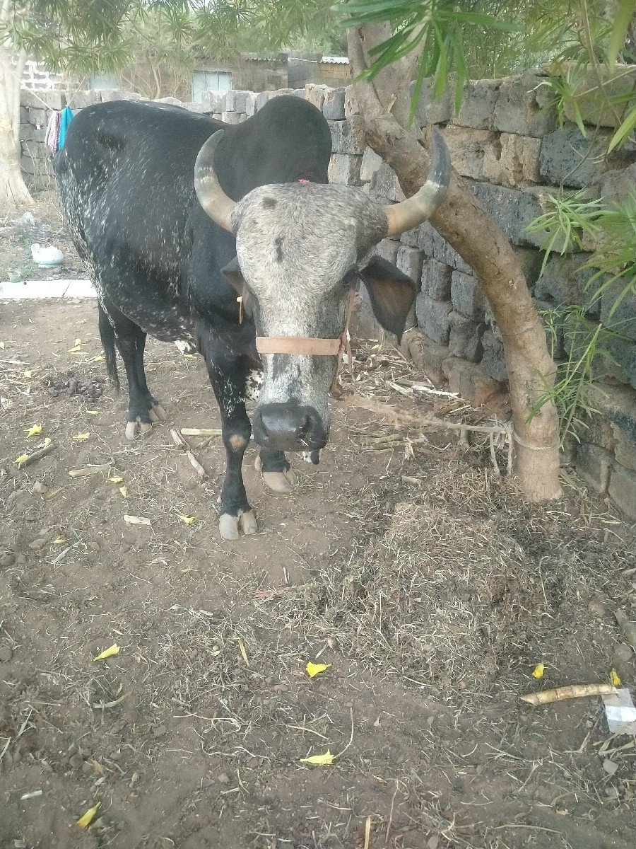 kari kavali gay