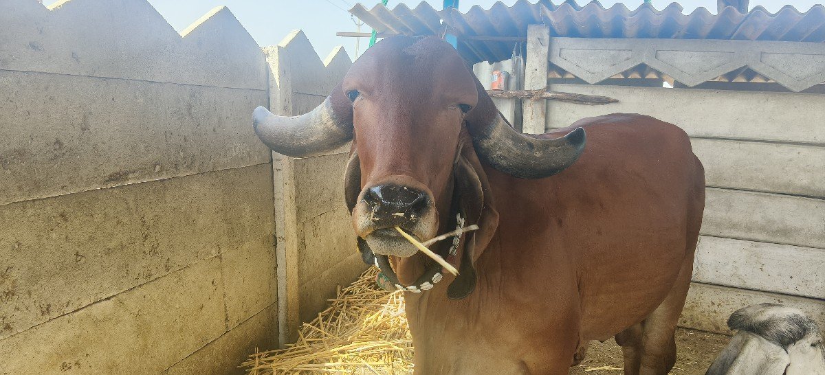 ગાય વેચવાની છે