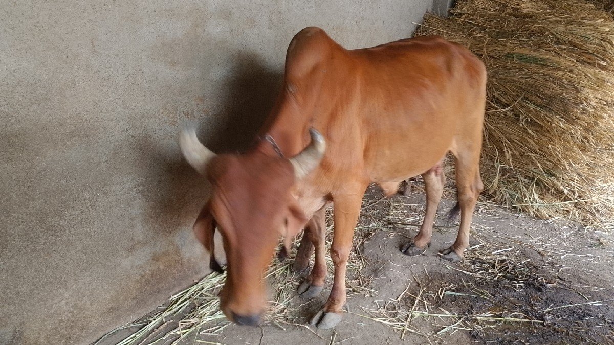 ગાય છે તેને વેચવાની છે