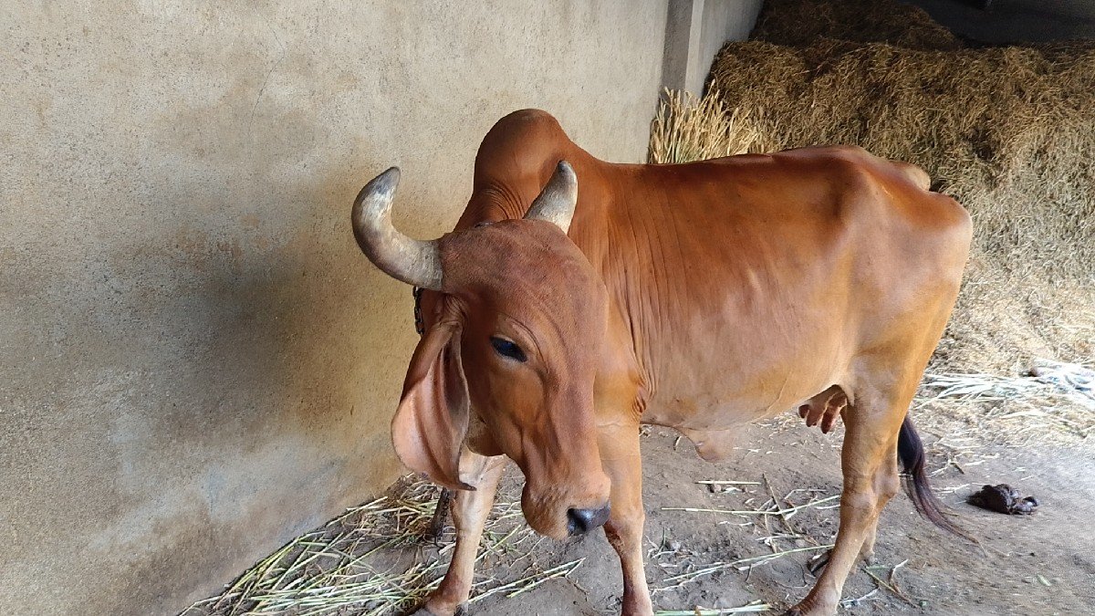 ગાય છે તેને વેચવાની છે