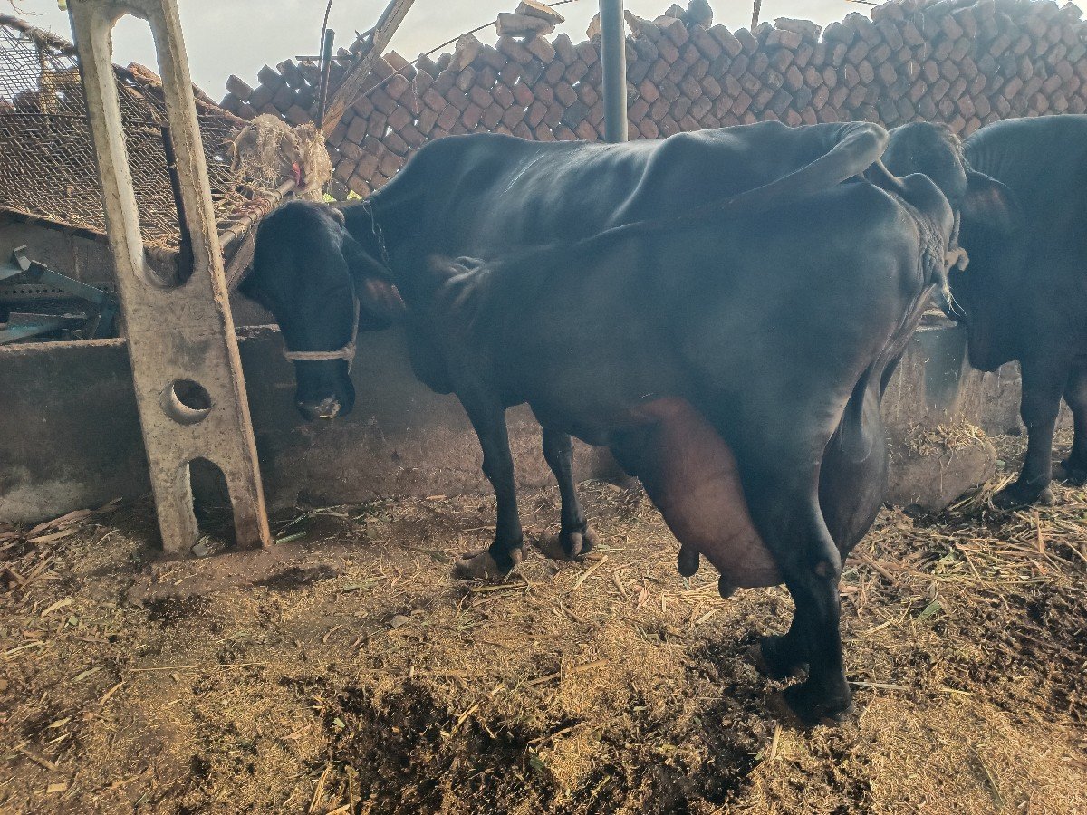 ગાય વેચવાની છે